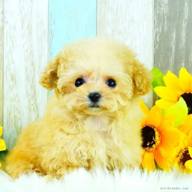 ID:2307-03543の子犬