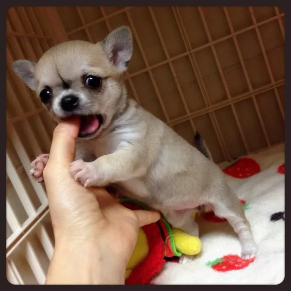 ID：1503-00098の子犬