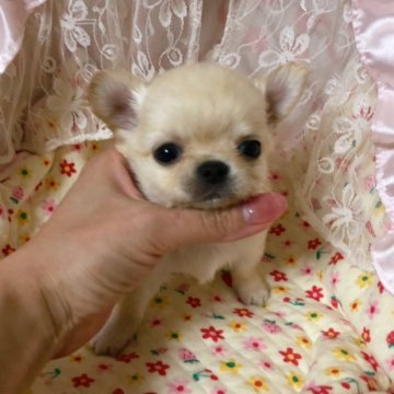 チワワ(ロング)【三重県・男の子・2020年2月9日・クリーム】の写真「小ぶりで可愛い男の子♡」