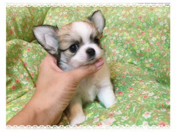 チワワ(ロング)【三重県・男の子・2016年6月19日・レッド&ホワイト】の写真「おめめが大きいCUTE!BOY!」