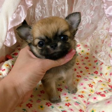 チワワ(ロング)【三重県・男の子・2020年2月9日・レッド】の写真「小ぶりで可愛い男の子♡」