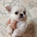 チワワ(ロング)【三重県・男の子・2014年9月18日・クリーム】の写真1