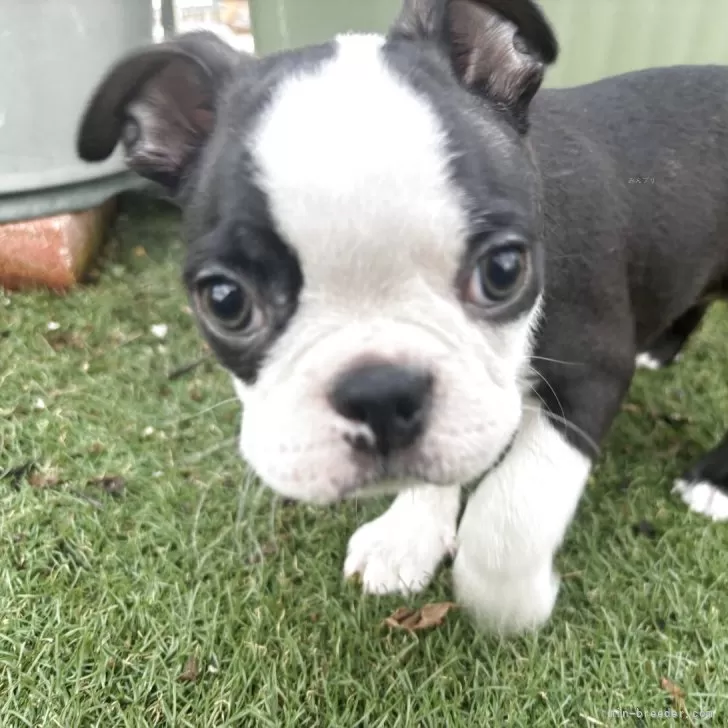 ID：2509-03899の子犬