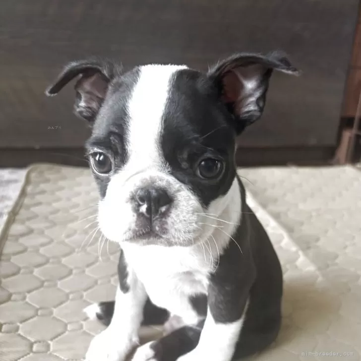 KAI 様のお迎えした子犬