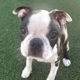 ボストンテリア