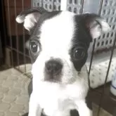 ボストンテリア