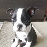 ボストンテリア