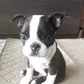 ボストンテリア