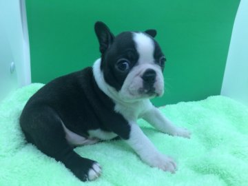 ボストンテリア【埼玉県・男の子・2019年2月9日・ブラックブリンドル&ホワイト】の写真「父犬ＪＫＣチャンピオン。小柄です。」