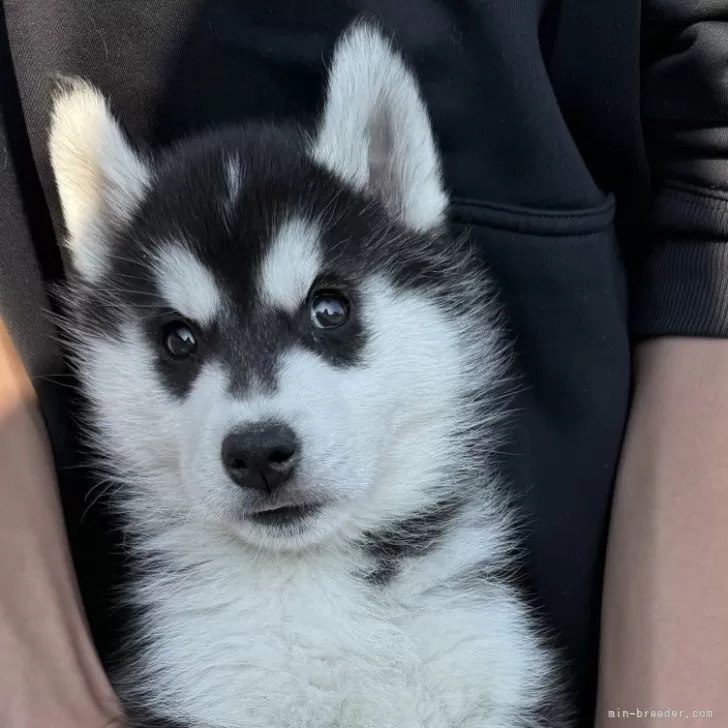 ID:2503-06491の子犬