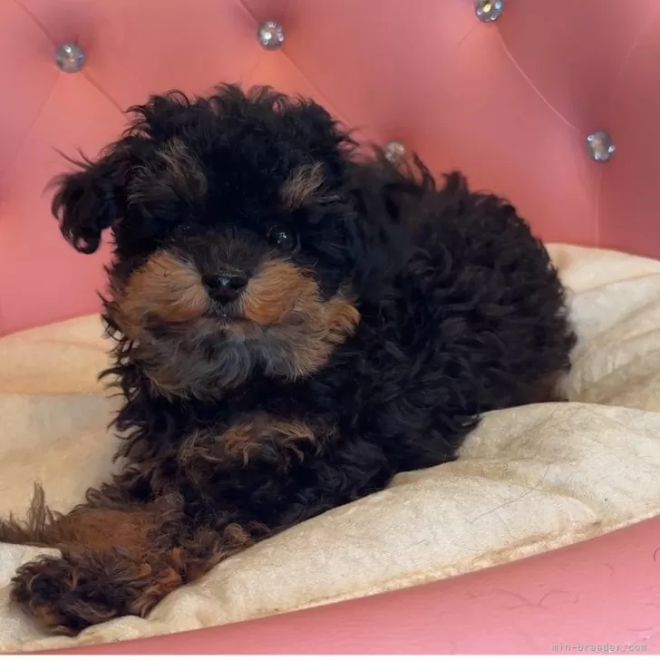 ID：2510-01626の子犬