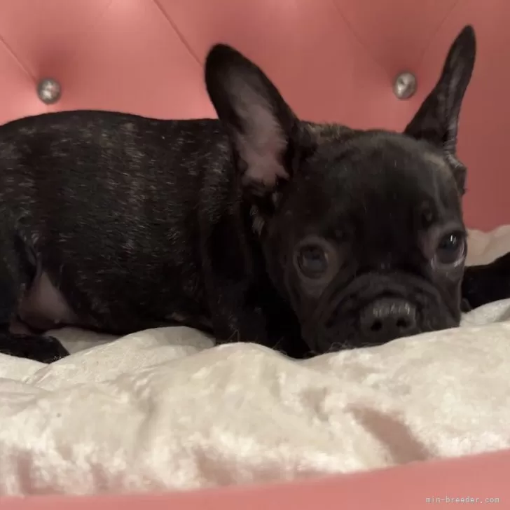 ID：2508-04490の子犬