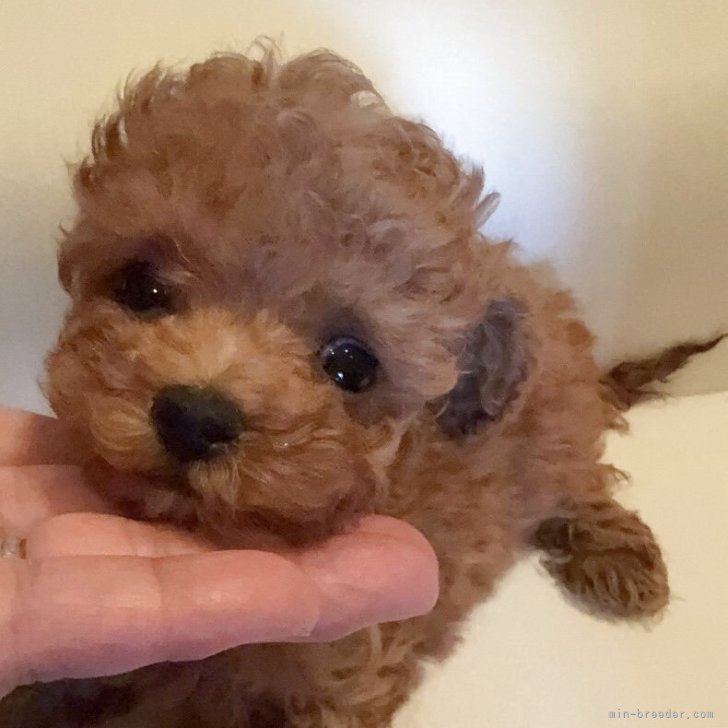 ブリーダー画像