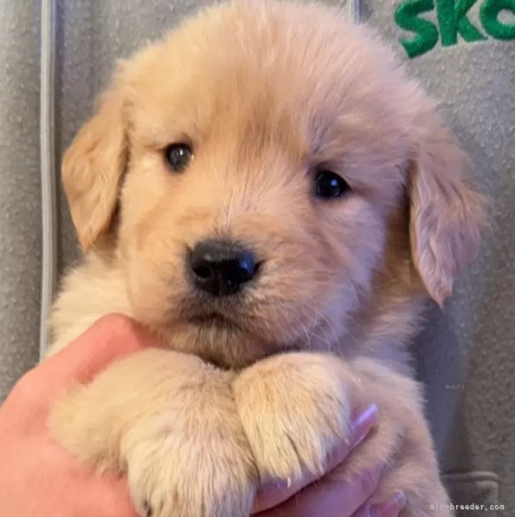 ID：2412-03945の子犬