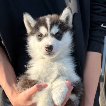 ブラック＆ホワイトのシベリアンハスキーの子犬を探す