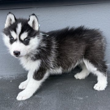 シベリアンハスキー【徳島県・女の子・2025年1月29日・ブラックアンドホワイト】の写真「美人ちゃん」