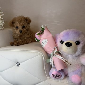 トイプードル(ティーカップ)【徳島県・女の子・2024年11月13日・アプリコット】の写真「お目目くりくり可愛い小さめ女の子😍」