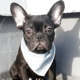 フレンチブルドッグ