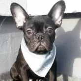 フレンチブルドッグ