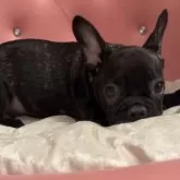 フレンチブルドッグ