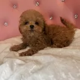 ティーカッププードル