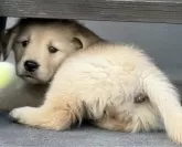 ゴールデンレトリバー【徳島県・女の子・2024年11月9日・ゴールデン】の写真2