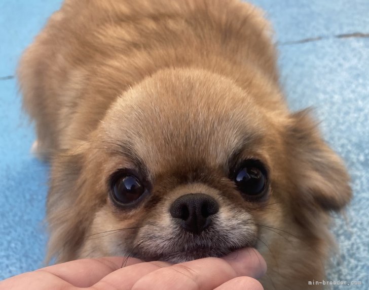 チワワ(ロング)【・女の子・2023年4月20日・フォーン】