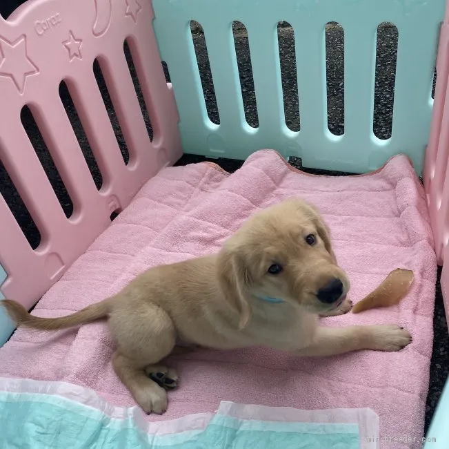 M.I 様のお迎えした子犬