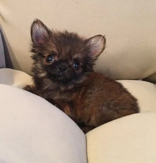 エリトママ 様のお迎えした子犬