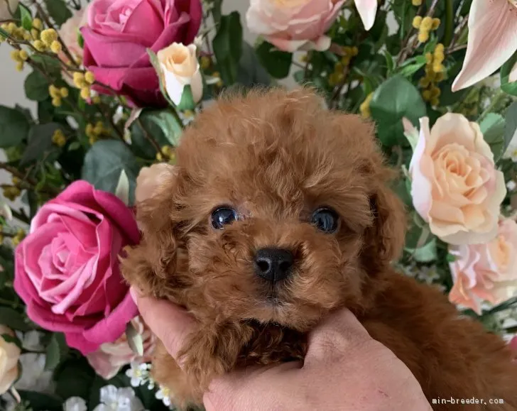 ID:1911-00498の子犬