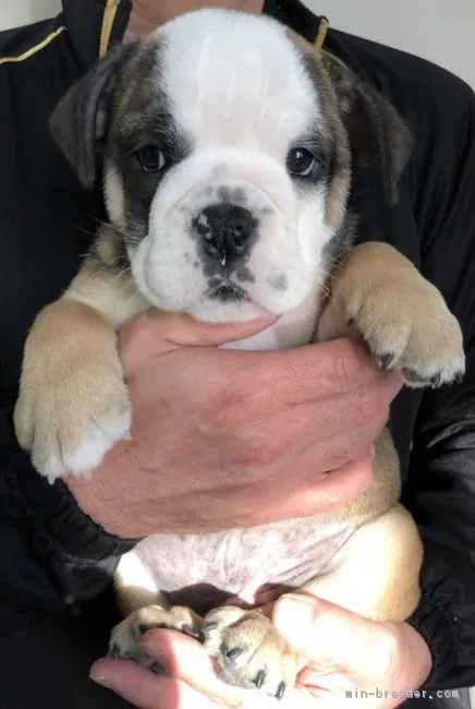 みのりん 様のお迎えした子犬