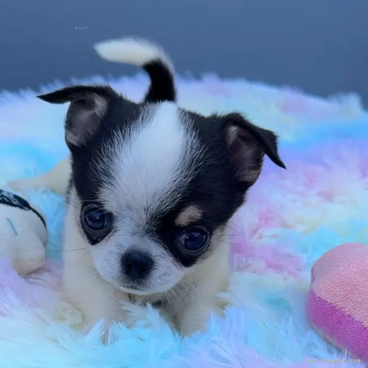 ID：2407-03206の子犬