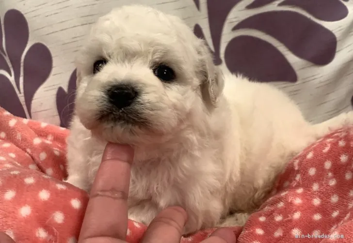 M.M 様のお迎えした子犬