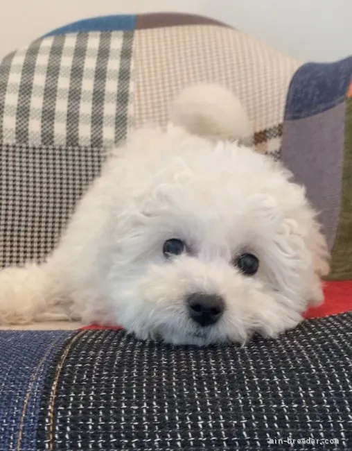 ID：2002-01452の子犬