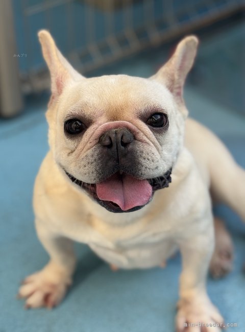 フレンチブルドッグ【・女の子・2024年2月14日・クリーム】