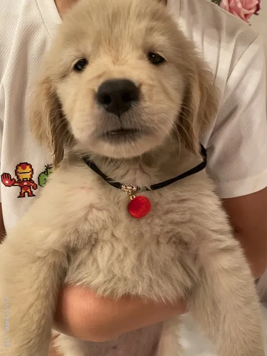 ID:2107-01325の子犬