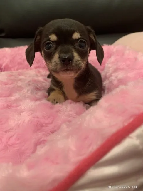 ID：1910-01918の子犬