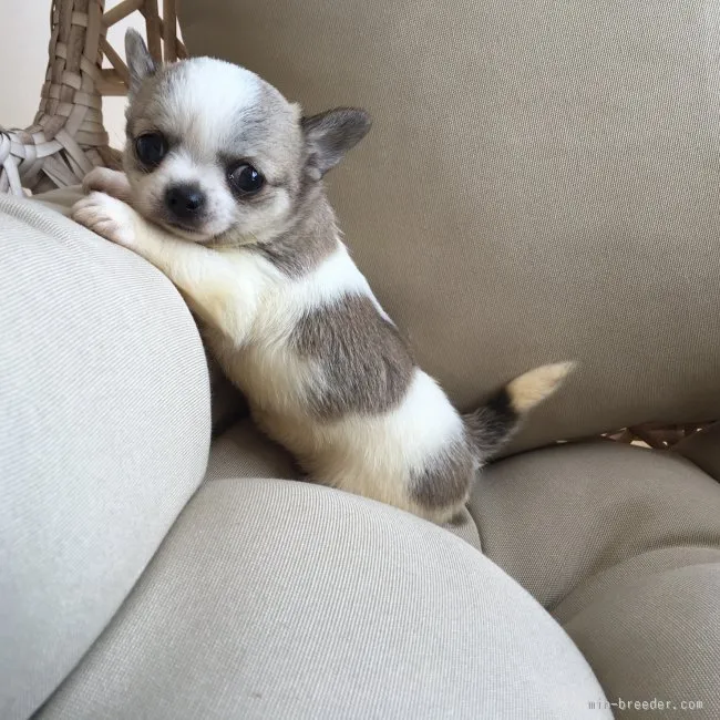 えくりん 様のお迎えした子犬