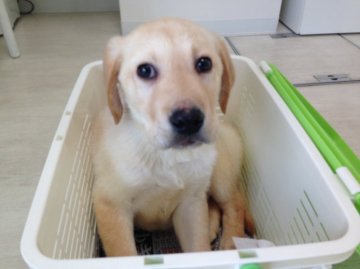 ラブラドールレトリバー【徳島県・男の子・2015年1月3日・イエロー】の写真「むちむちボディー王子」