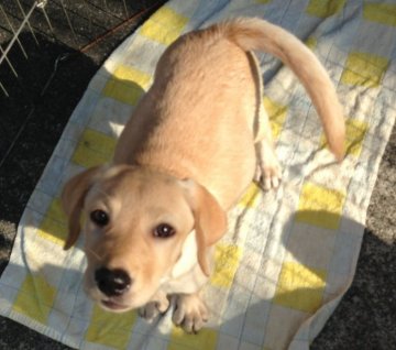 ラブラドールレトリバー【徳島県・女の子・2014年6月14日・イエロー】の写真「愛嬌満点可愛い女の子」