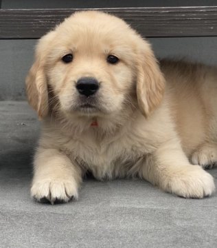 ゴールデンレトリバー【徳島県・女の子・2021年10月15日・ゴールド】の写真「骨格最高姉妹で1番ビッグボディー💕」