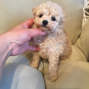 トイプードル(タイニー)【徳島県・男の子・2017年1月5日・クリーム】の写真「タレ目顔の優しいお顔の男の子」