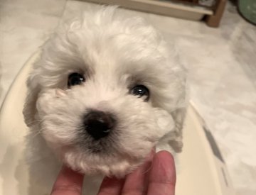 ビションフリーゼ【徳島県・男の子・2020年1月12日・ホワイト】の写真「アイラインもしっかりイケメンボーイ」