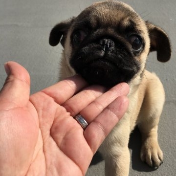 パグ【徳島県・男の子・2017年7月7日・フォーン】の写真「ずんぐりむっくりおっさん顔」