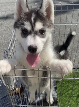 シベリアンハスキー【徳島県・女の子・2021年7月25日・ブラックアンドホワイト】の写真「※10種ワクチン健康診断済見学同時お引き渡し可能」