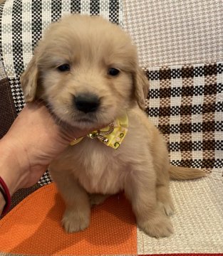 ゴールデンレトリバー【徳島県・男の子・2021年3月18日・ゴールド】の写真「元気いっぱい」