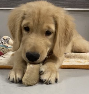 ゴールデンレトリバー【徳島県・男の子・2021年6月14日・ゴールデン】の写真「アメリカンタイプ　両親共に遺伝子クリア」