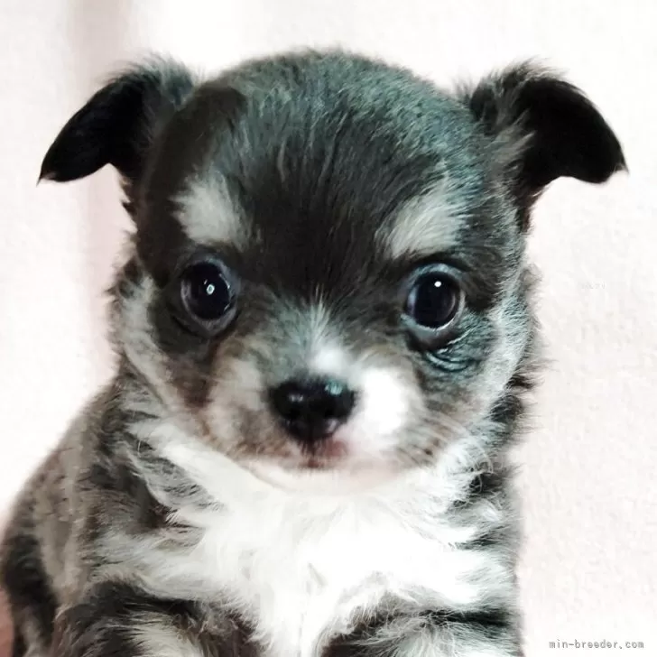 ID:2505-00760の子犬
