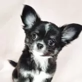 チワワ(ロング)