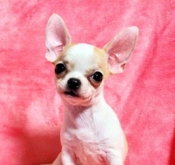 チワワ(スムース)【秋田県・女の子・2018年5月20日・ホワイト アンド レッド】の写真「パパはチャンピオン良血統の女の子☆お安くしました」